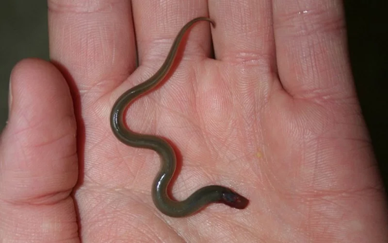 Lamprey Vampir Laut Tak Berahang 1 ikan lamprey vampir laut
