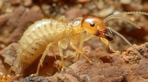 Cara Membasmi Rayap dengan Cepat di Rumah